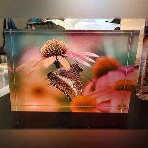 Original Photography Butterfly on Pink Coneflower Art Block